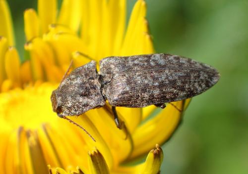 Réf. 256 081 : Agrypnus murinus